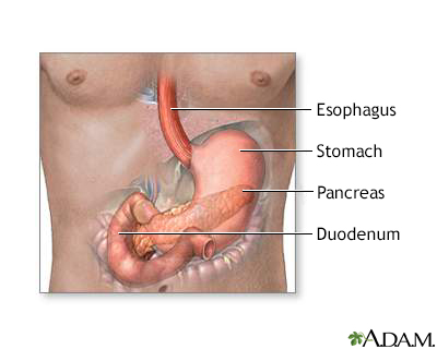 Secretin stimulation test - Illustration Thumbnail
                      