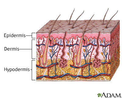 Skin layers - Illustration Thumbnail
                      