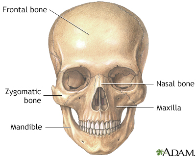 Skull anatomy