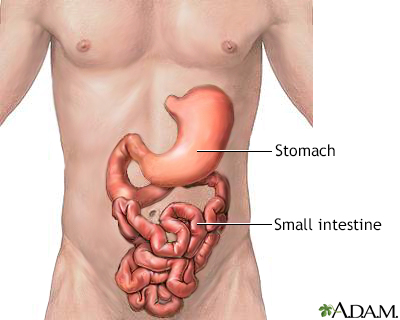 Stomach and small intestine - Illustration Thumbnail
              