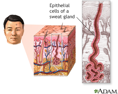 Epithelial cells - Illustration Thumbnail
              