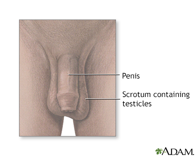 Testicular anatomy - Illustration Thumbnail
              