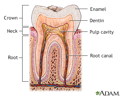 Tooth anatomy - Illustration Thumbnail
                      