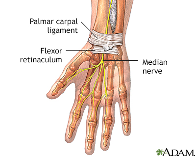 Wrist anatomy - Illustration Thumbnail							