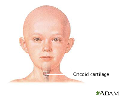 Cricoid cartilage
