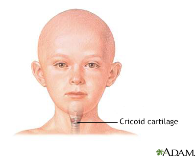 Cricoid cartilage - Illustration Thumbnail
              