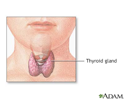 Child thyroid anatomy - Illustration Thumbnail
              