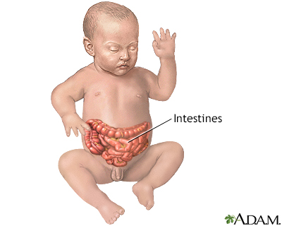 Infant intestines - Illustration Thumbnail              