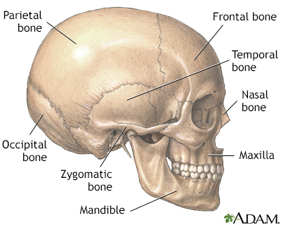 the flat bones of the skull develop from