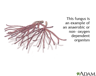 Anaerobic organism - Illustration Thumbnail
              