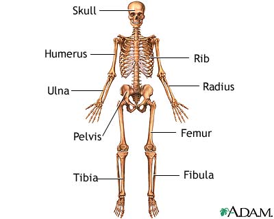 Anterior skeletal anatomy - Illustration Thumbnail
                      