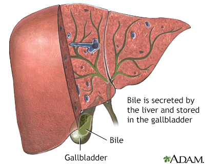 Bile Information | Mount Sinai - New York