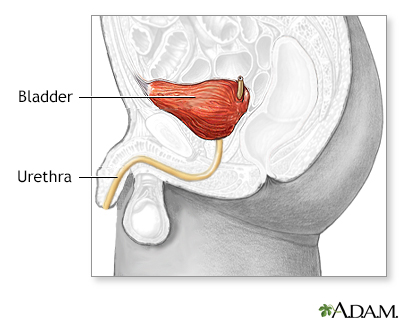 Male bladder anatomy - Illustration Thumbnail
                      