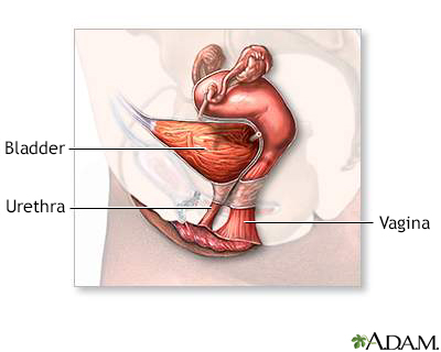 Female reproductive anatomy (mid-sagittal) - Illustration Thumbnail
              