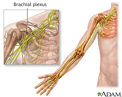 Brachial plexus - Illustration Thumbnail
              
