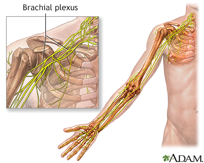 neural plexus