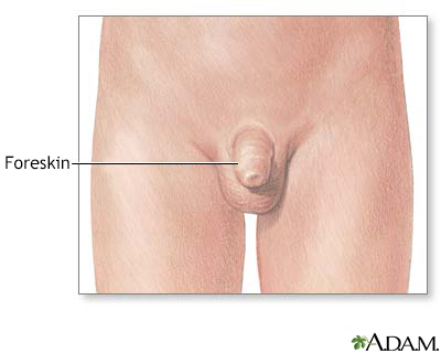 Foreskin - Illustration Thumbnail
              