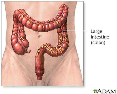 Large intestine anatomy - Illustration Thumbnail              