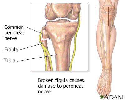 superficial peroneal nerve distribution