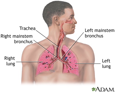 Respiratory system - Illustration Thumbnail