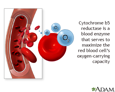 Cytochrome b5 reductase blood test - Illustration Thumbnail
                      