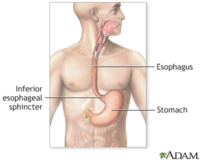 Upper gastrointestinal system - Illustration Thumbnail              