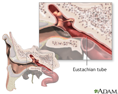 Eustachian tube anatomy - Illustration Thumbnail
              