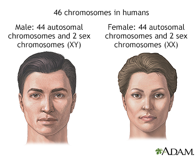 Xy Chromosome Male