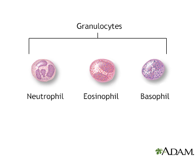 Granulocyte - Illustration Thumbnail
              