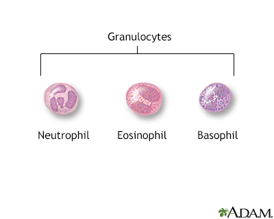 Granulocyte - Illustration Thumbnail
                      