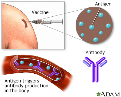 Hepatitis A immunization (vaccine) - Illustration Thumbnail
              