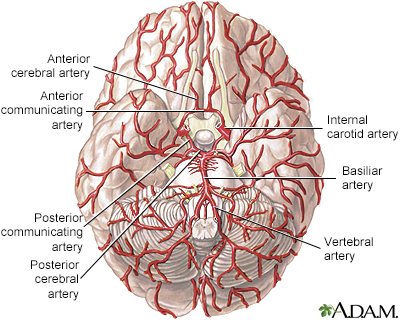 Arteries of the brain - Illustration Thumbnail              