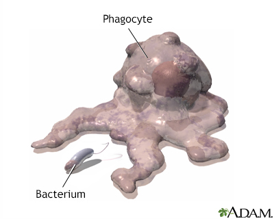 Phagocytosis - Illustration Thumbnail              