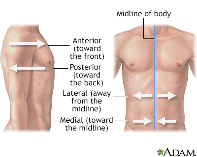 Lateral orientation - Illustration Thumbnail
                      