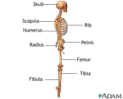 HIE Multimedia - The skeleton (lateral view)