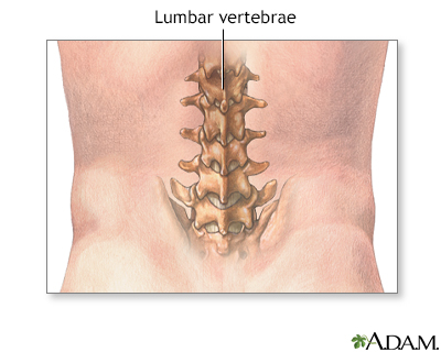 Lumbar vertebrae - Illustration Thumbnail							