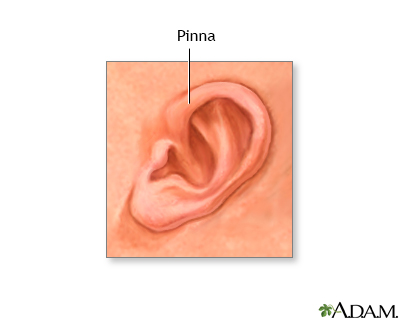 Pinna of the newborn ear - Illustration Thumbnail              