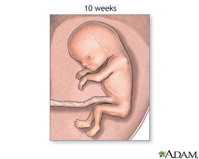 Fetus at 10 weeks - Illustration Thumbnail
                      