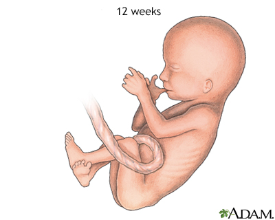 Fetus (12 weeks old)