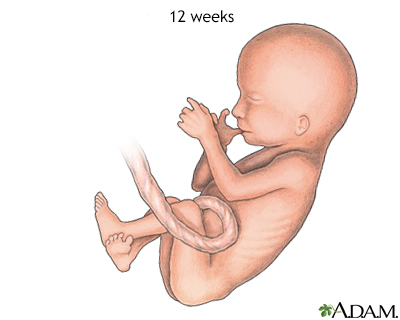 Fetus at 12 weeks - Illustration Thumbnail
                      