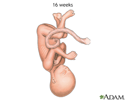 Fetus at 16 weeks - Illustration Thumbnail
                      