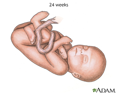 26 weeks fetal development