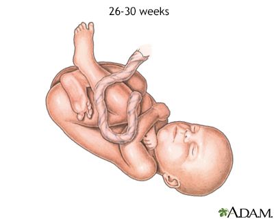 Fetus at 26 to 30 weeks - Illustration Thumbnail
                      