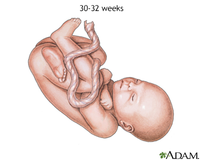 Fetus at 30 to 32 weeks - Illustration Thumbnail              