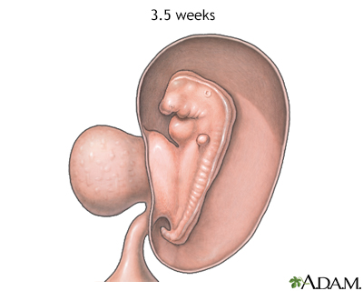 Fetus at 3.5 weeks - Illustration Thumbnail
                      