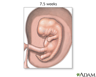 Fetus at 7.5 weeks - Illustration Thumbnail
                      