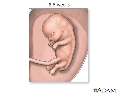 Fetus at 8.5 weeks - Illustration Thumbnail
              