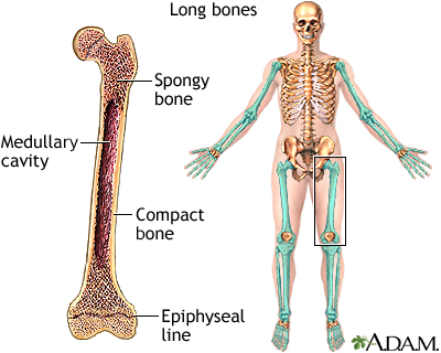 What are Bones Made of?, Bones in the Human Body