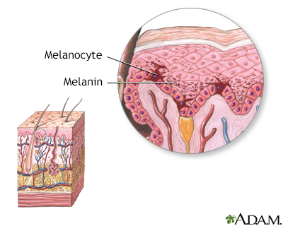 Melanin - Illustration Thumbnail
              