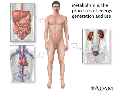 Metabolism - Illustration Thumbnail
              